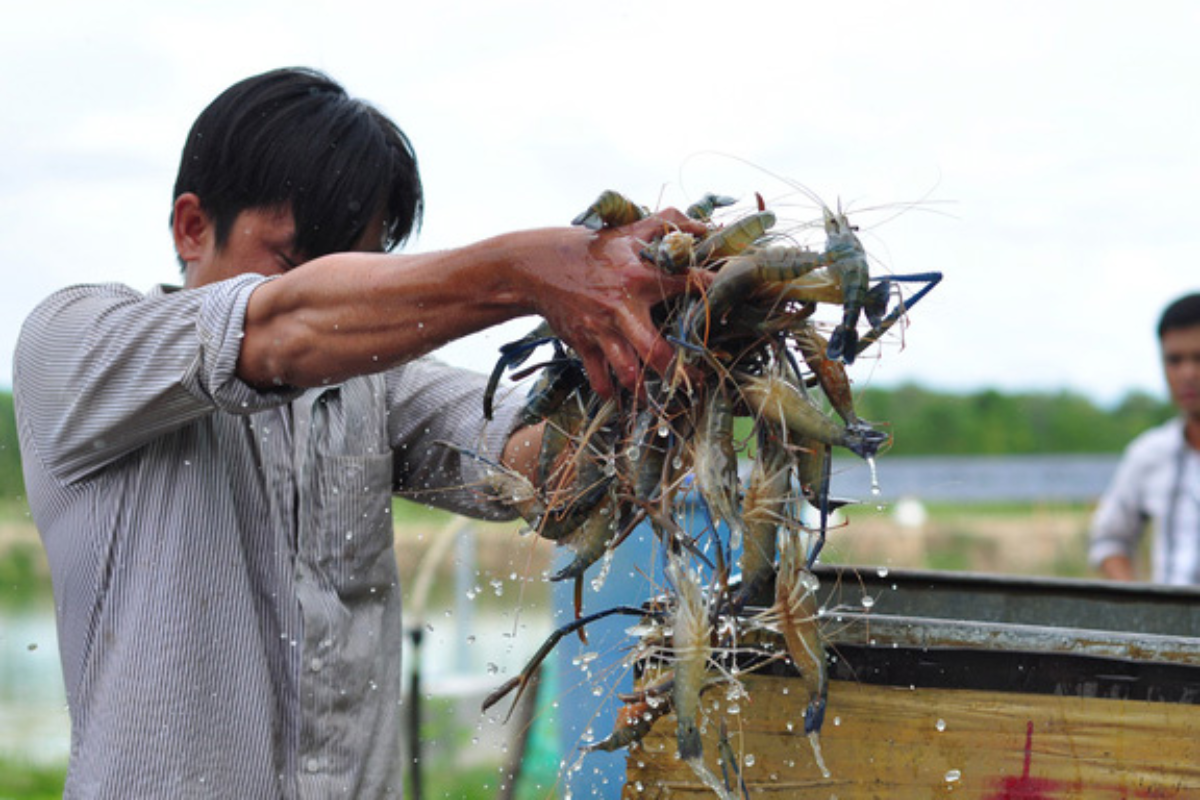 Tôm càng xanh đực có nhiều ưu thế