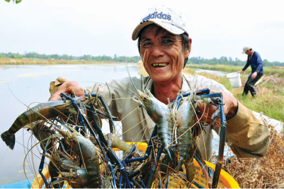 Tôm càng xanh toàn đực sinh trưởng nhanh, mang hiệu quả kinh tế cao