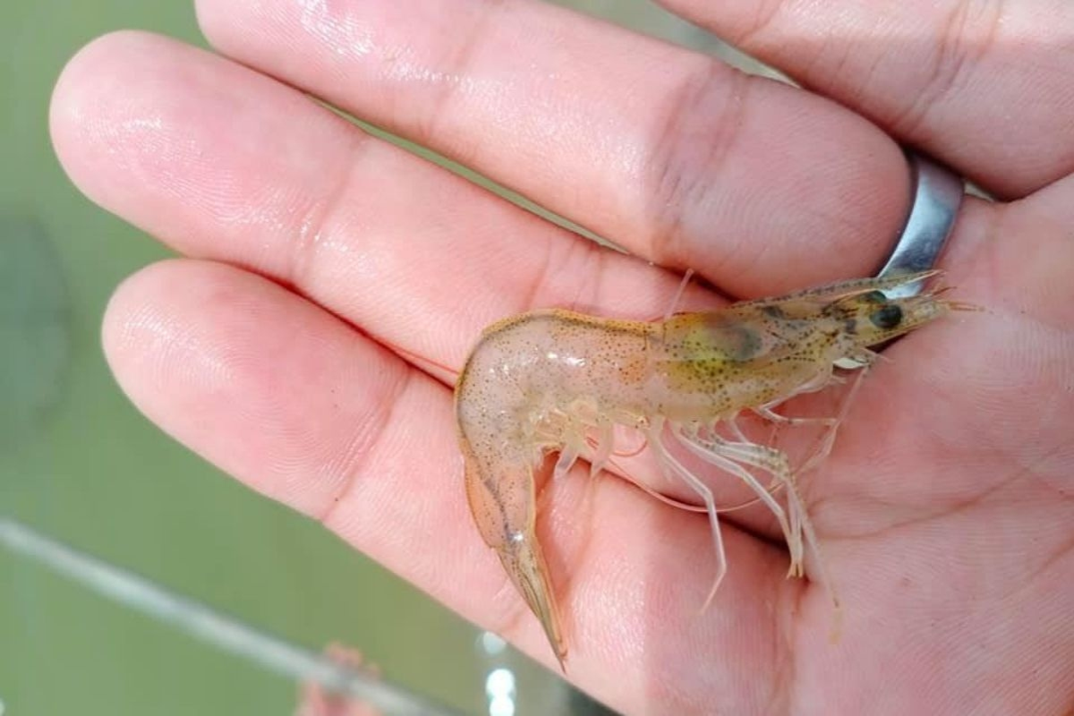 Bệnh đục cơ là một hội chứng sinh lý, không xuất phát từ mầm bệnh lây nhiễm