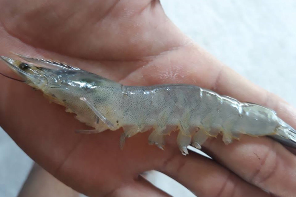 Bệnh hoại tử cơ là một dạng bệnh truyền nhiễm đặc biệt nguy hiểm do virus Infectious myonecrosis virus (IMNV) gây ra