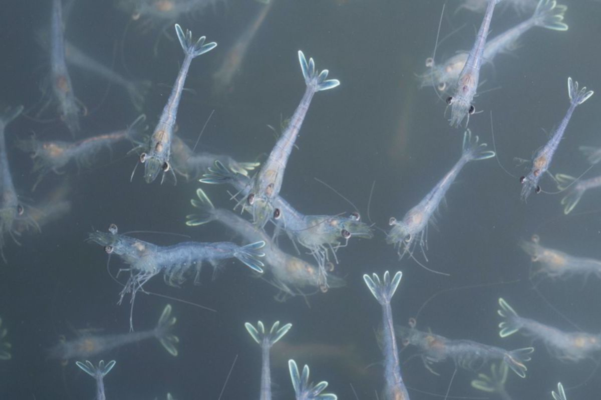 Độ kiềm bị pha loãng khi mưa xuống khiến pH giảm đột ngột