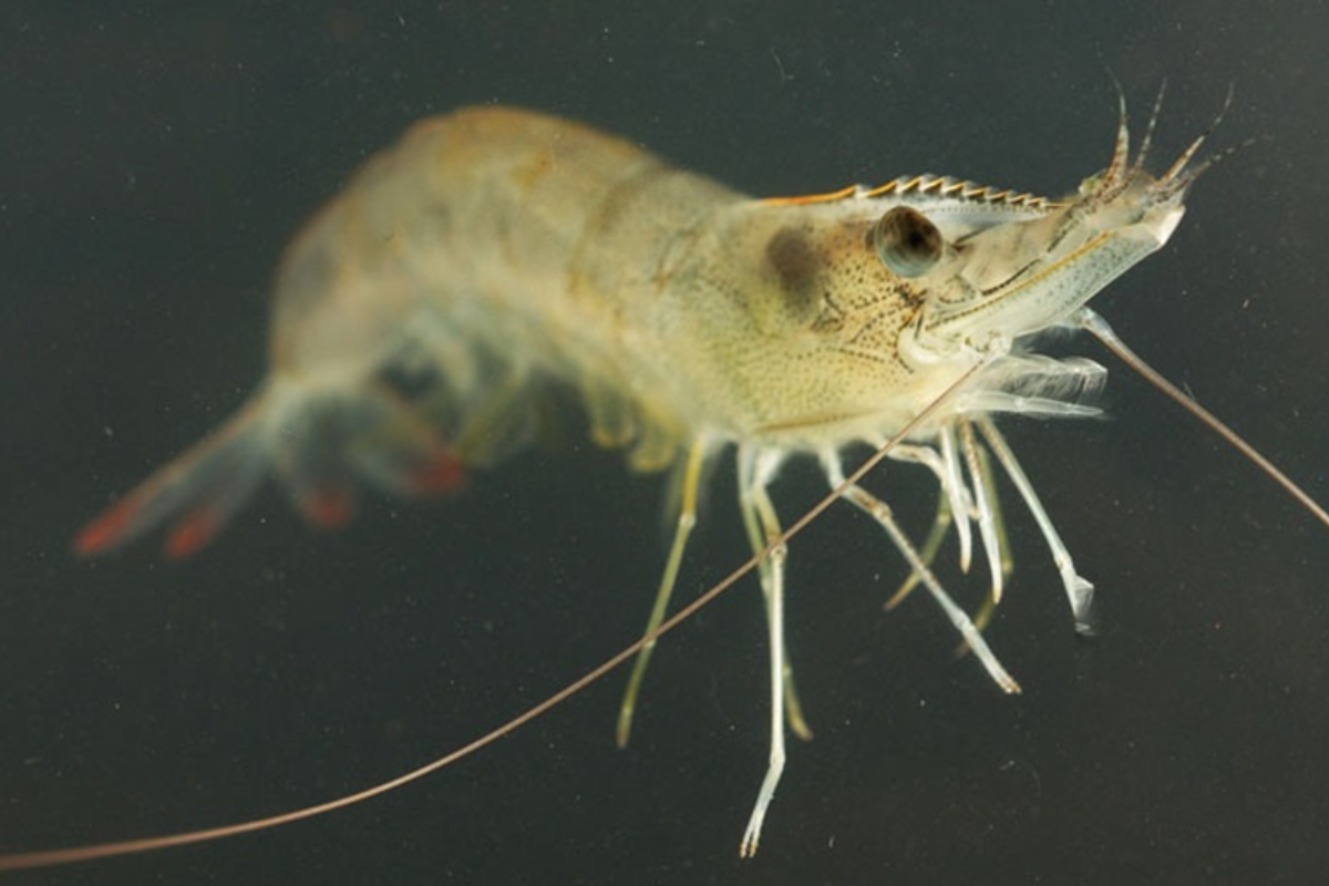 Khi mưa lớn xảy ra, người nuôi cần phản ứng khẩn trương để ổn định môi trường ao