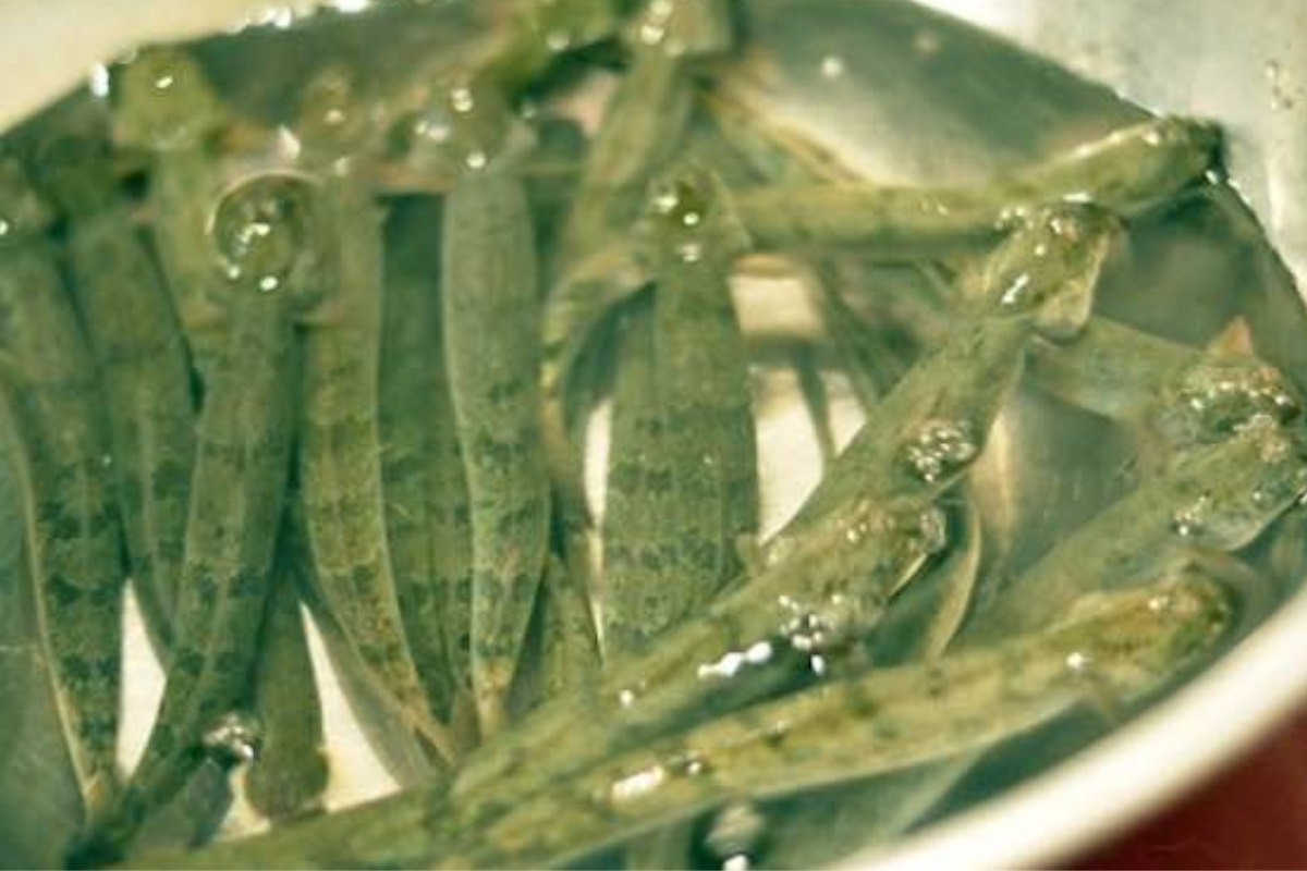 Cá kèo là loài ăn tạp