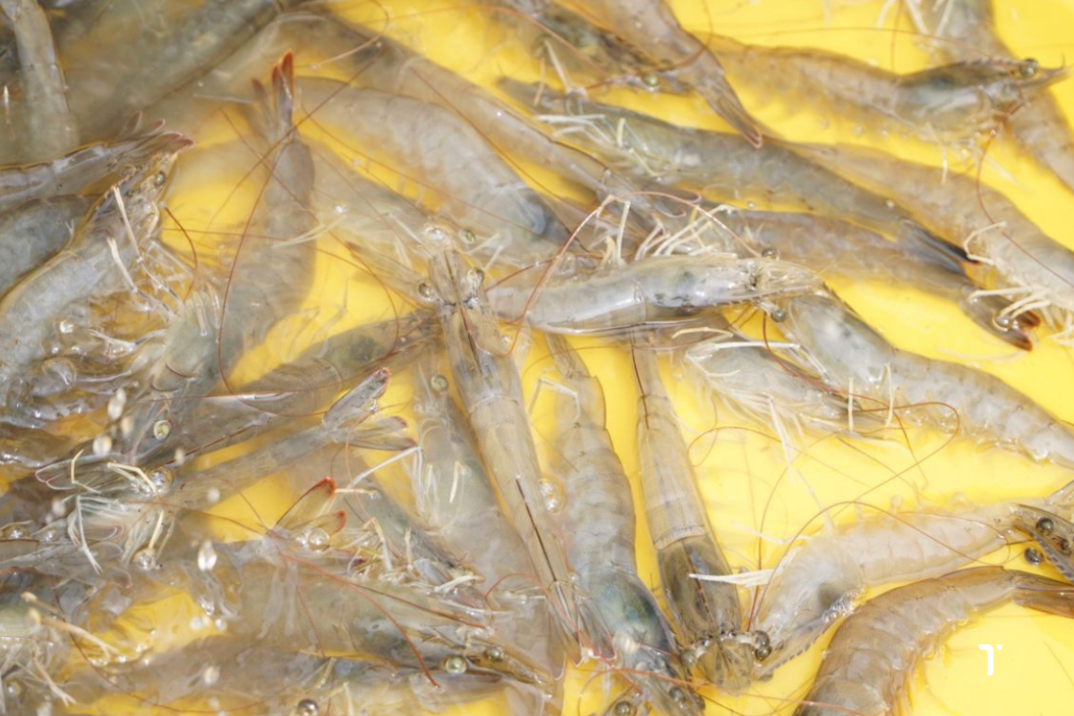 TSV là một trong những nguyên nhân chính làm sụp đổ nhiều vụ nuôi tôm