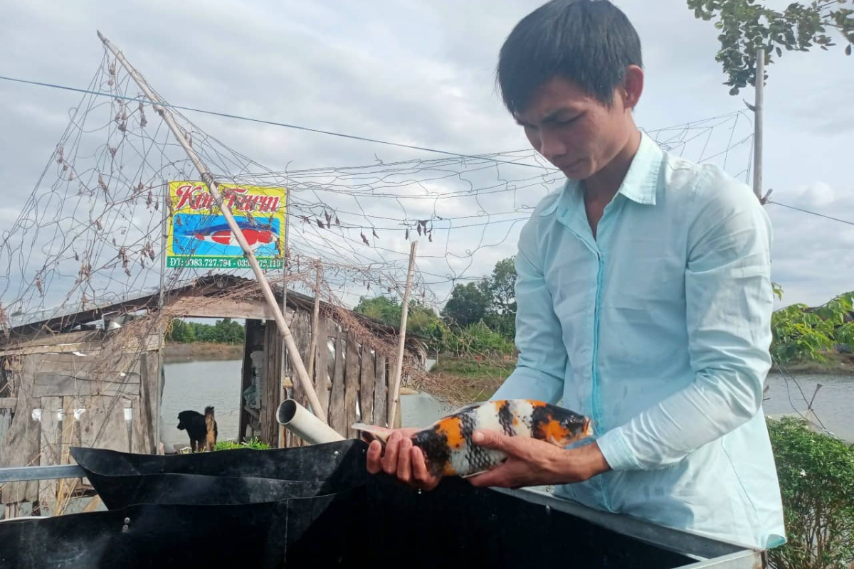 Cá koi yêu cầu người nuôi có kỹ thuật cao