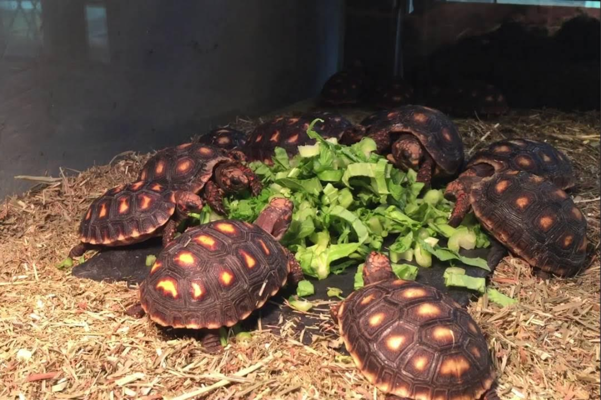 Rùa Cherry Head với vẻ ngoài bắt mắt