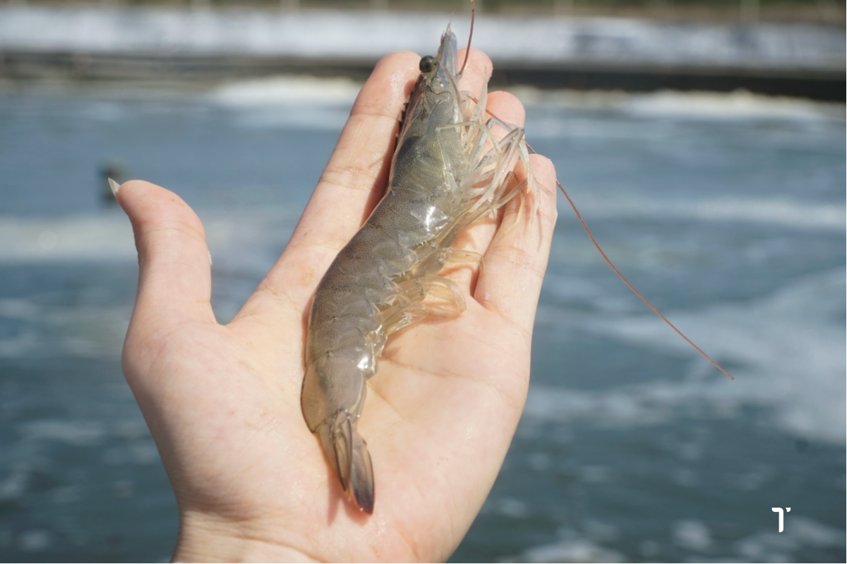 Tôm khỏe mạnh, minh chứng cho ao nuôi được quản lý tốt