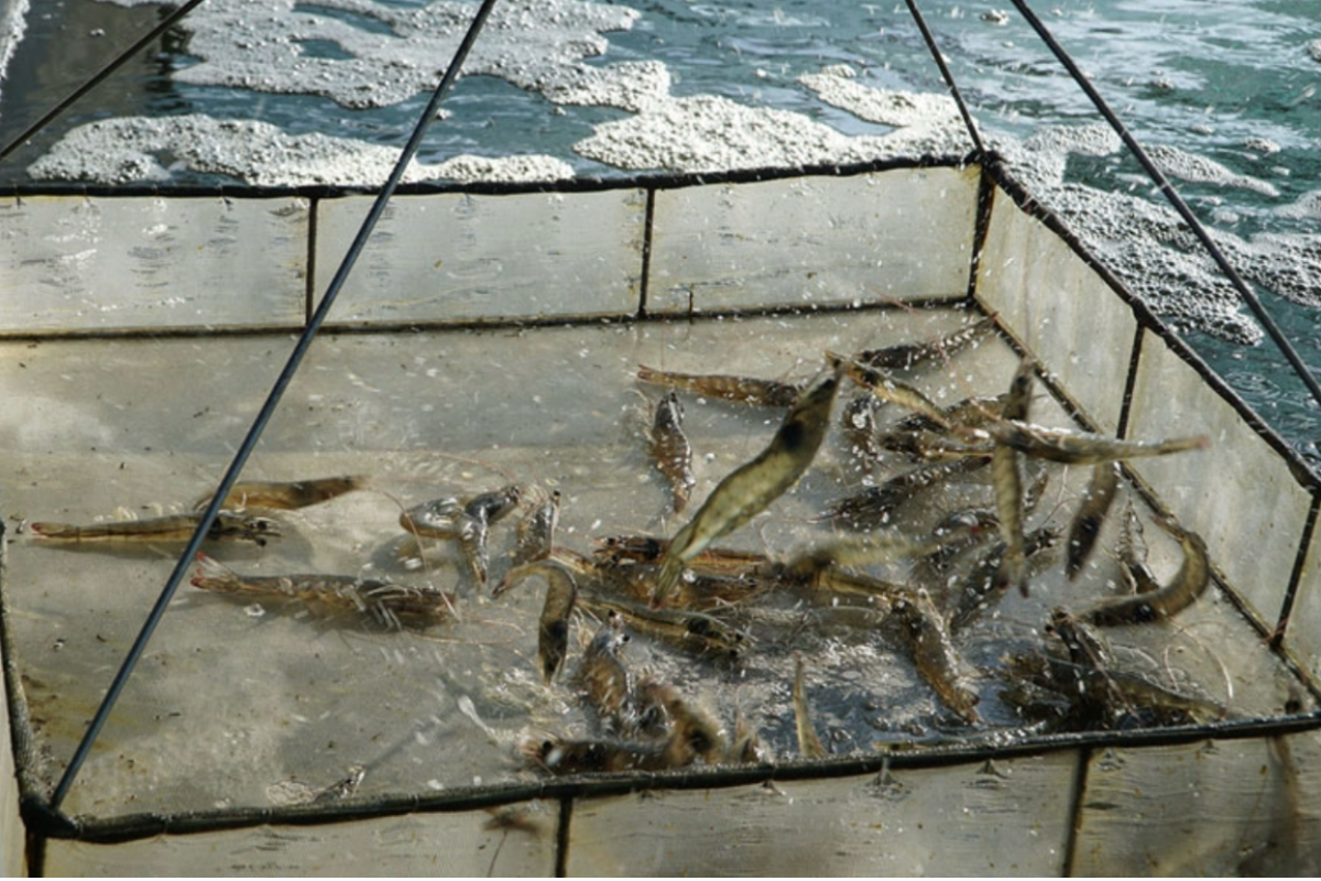 Các nguyên nhân dẫn đến tôm nhảy lên mặt nước mà người nuôi hay gặp