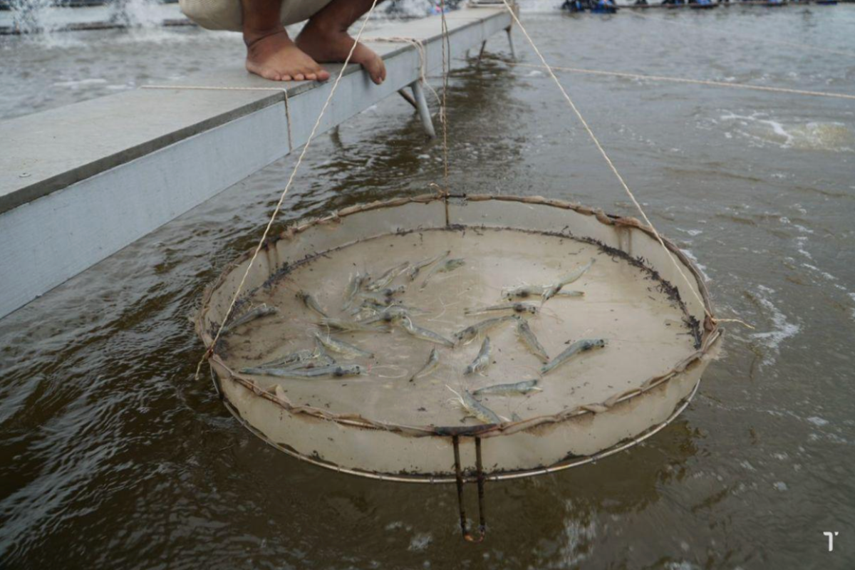 Sử dụng các giải pháp lâu dài lên tôm để tôm có thể đạt được năng suất cao hơn