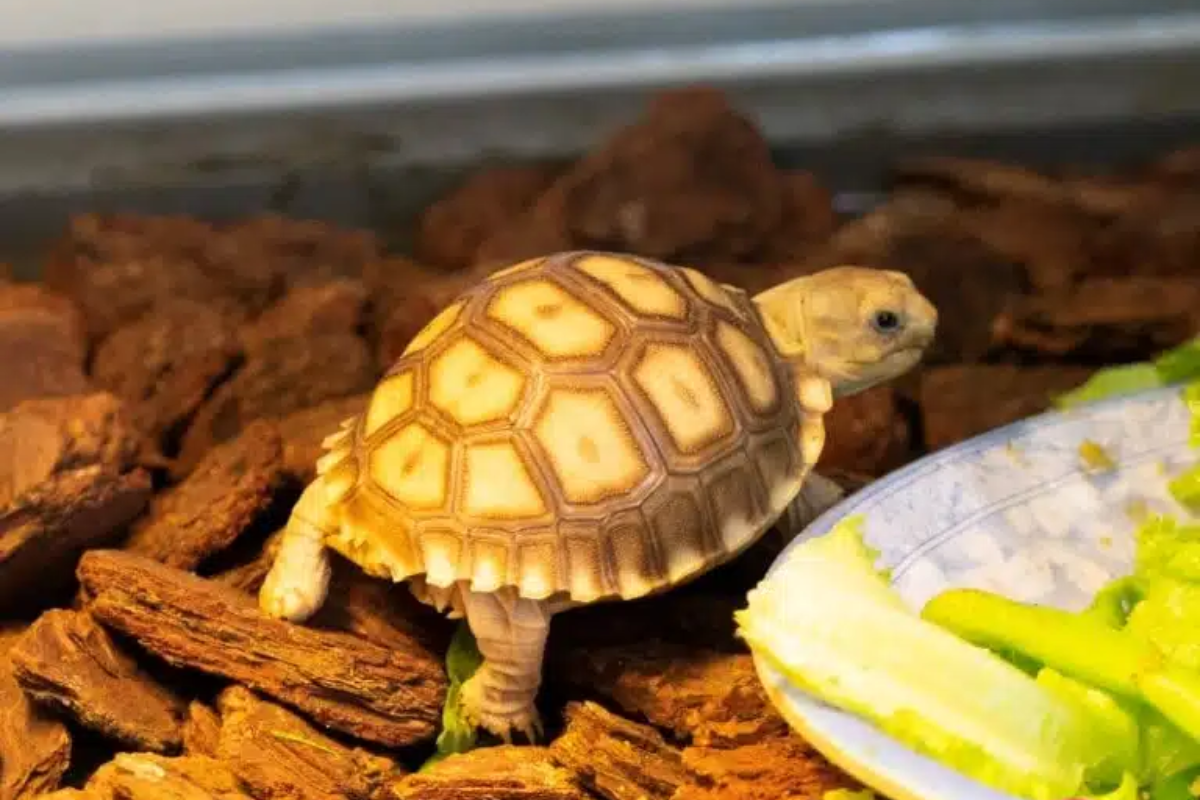 Rùa Sulcata nhỏ