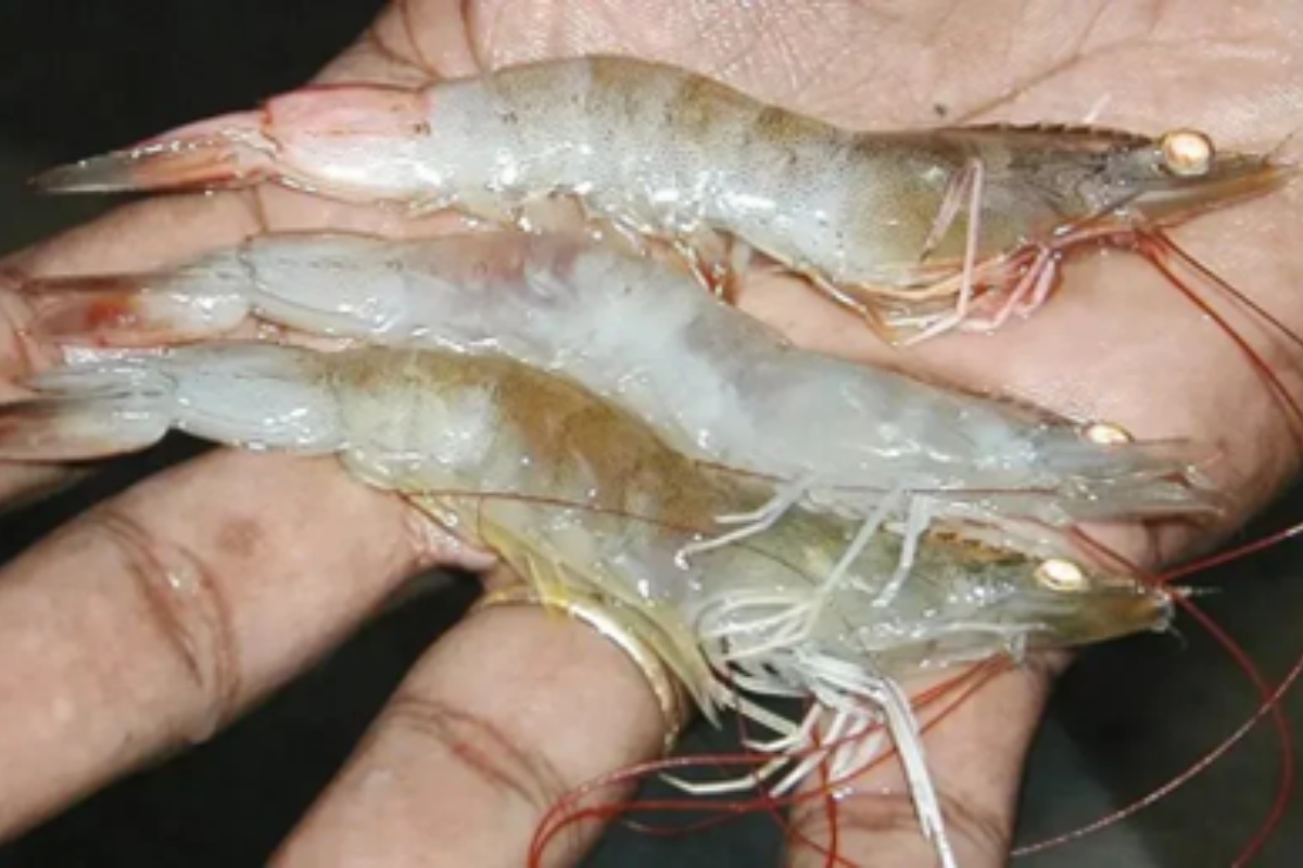 Tình trạng hoại tử mắt nghiêm trọng ở tôm, mắt đã bị ăn mòn và teo nhỏ
