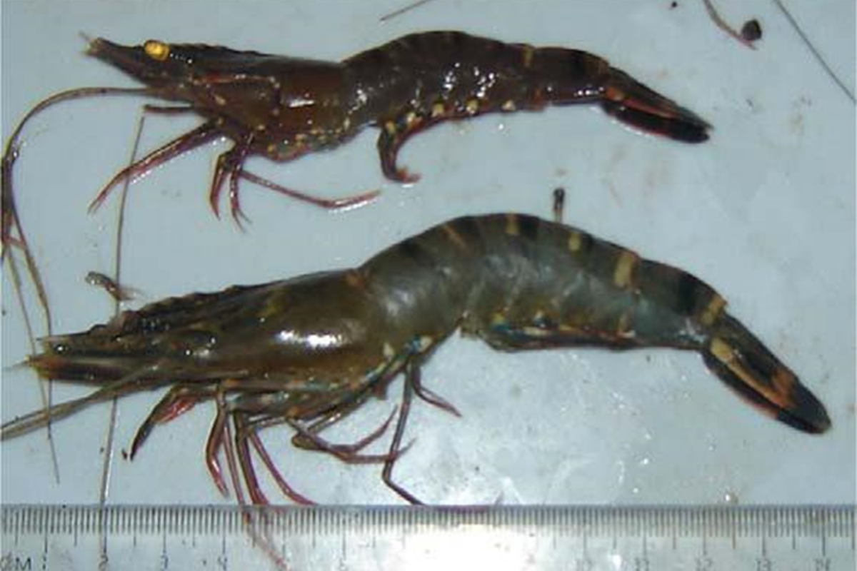 Có nhiều nguyên nhân gây bệnh hoại tử ở tôm