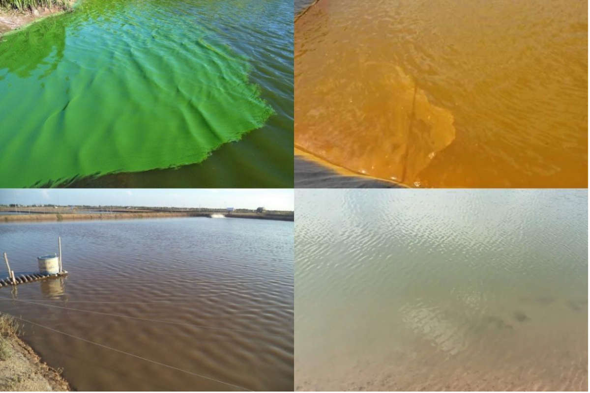 Các màu nước cảnh báo nguy hiểm trong ao nuôi tôm