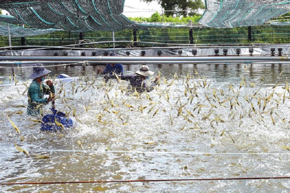  Một phát hiện khác là hội chứng vểnh mang thường được quan sát thấy ở các trang trại nuôi tôm với mật độ thả giống cao