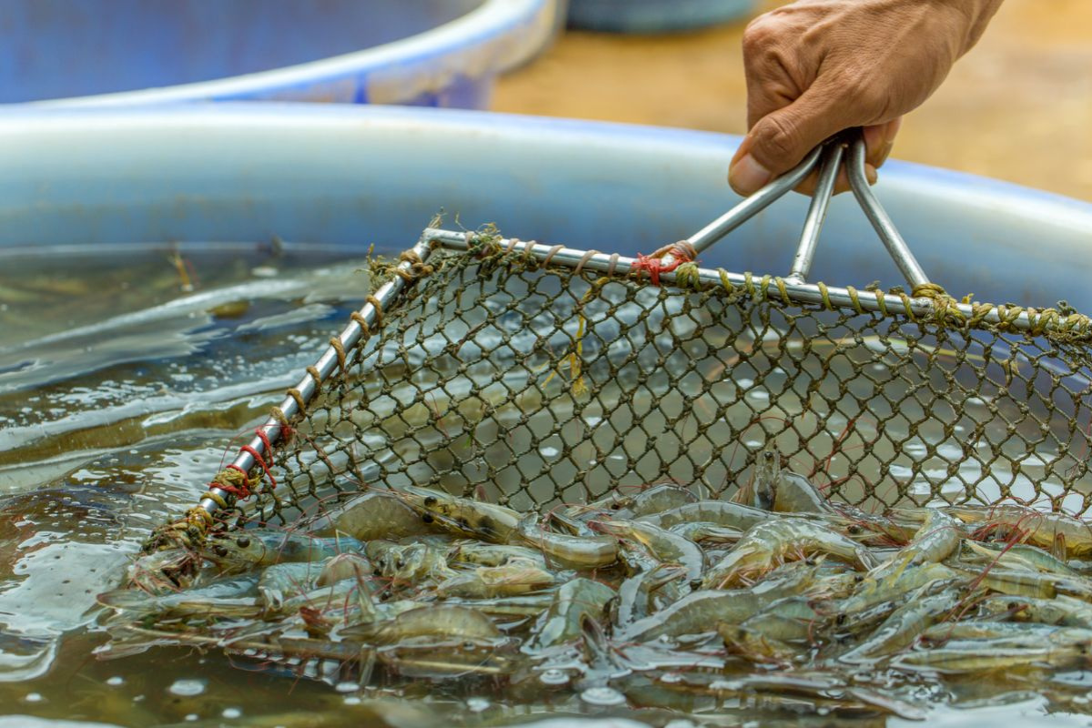 Sự cạnh tranh trong ao nuôi cũng là nguyên nhân trực tiếp khiến râu tôm dễ bị tổn thương