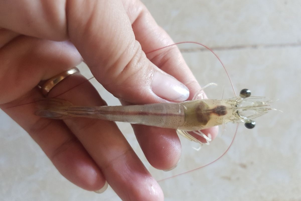 Vi khuẩn chỉ có thể tấn công khi sức đề kháng tự nhiên của tôm suy giảm