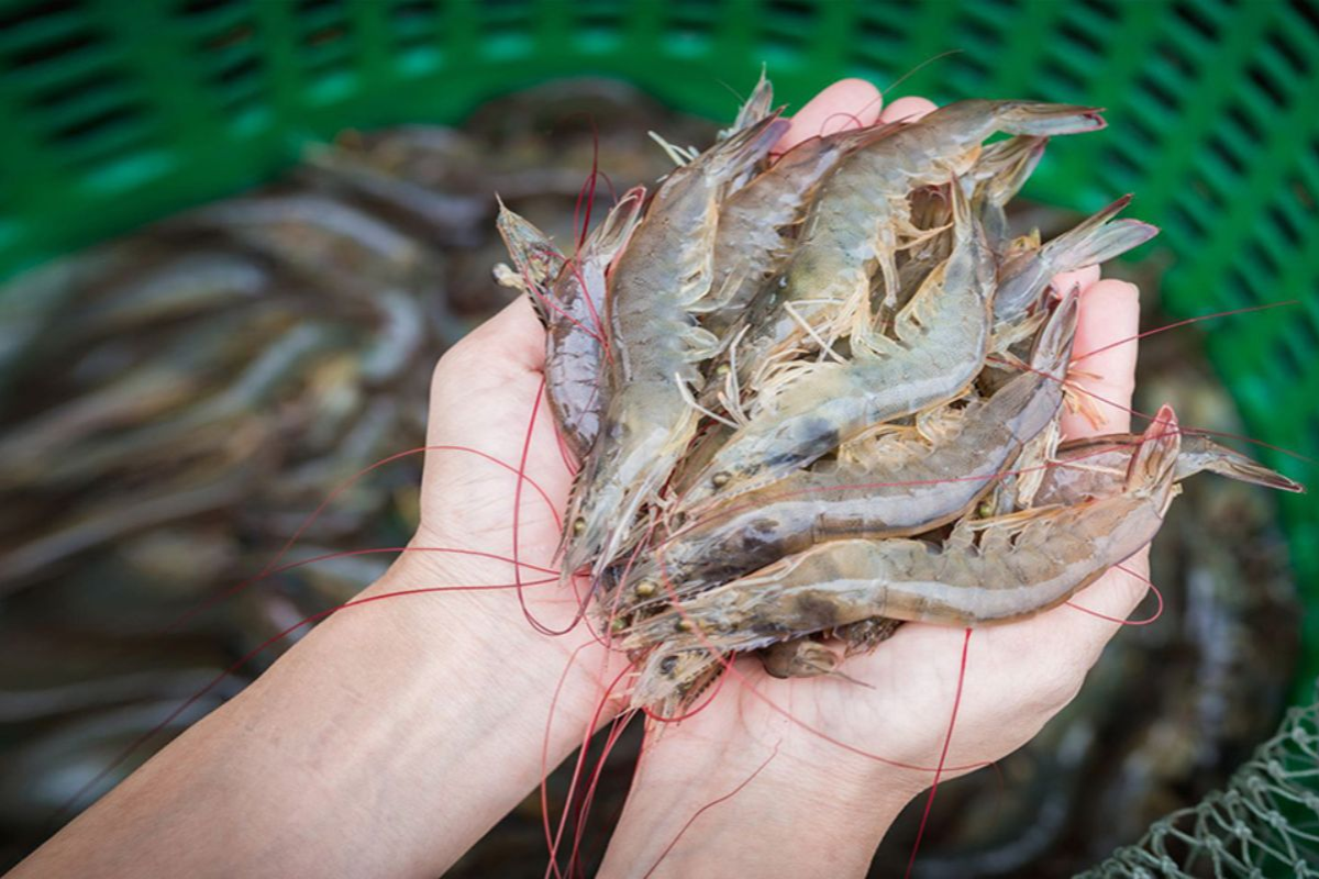 Xác định đúng bản chất của bệnh là yếu tố quyết định thành công trong xử lý