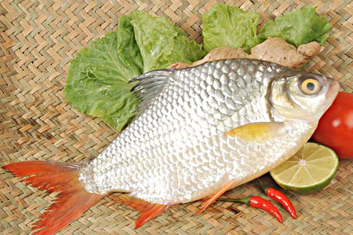 Cá mè tuy có mùi tanh đặc trưng nhưng có nguồn dinh dưỡng quý giá