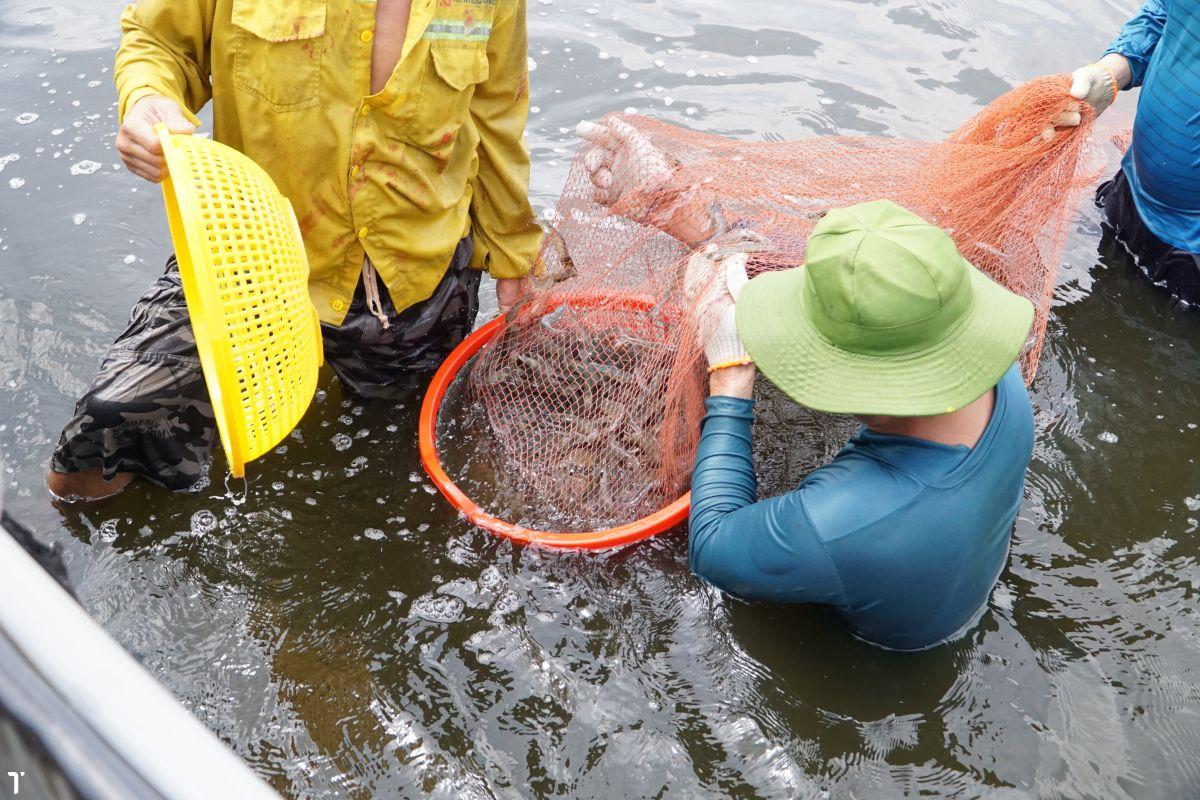 Các chỉ số nước như pH, độ kiềm và oxy hòa tan phải được kiểm tra thường xuyên để có điều chỉnh kịp thời