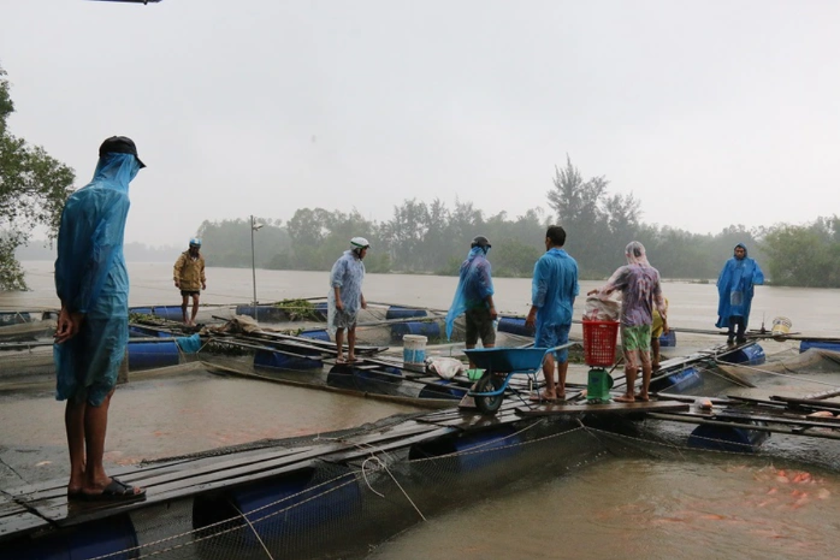 Chủ động phục hồi và chăm sóc ao nuôi sau thiệt hại mà bão gây ra