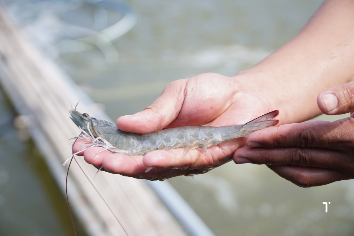 Kiểm tra toàn diện sức khỏe đàn tôm trước khi sang tôm