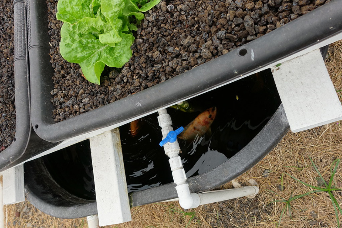 Aquaponics có thể được xem là một giải pháp bền vững cho một phần nhỏ nhu cầu rau xanh, cá sạch