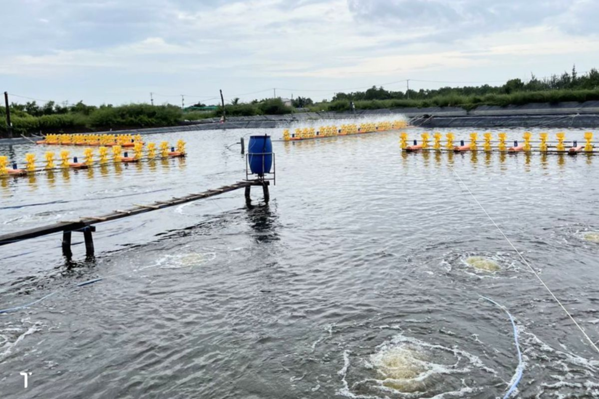 Xâm nhập mặn đang ảnh hưởng đến các hộ nuôi khu vực miền Tây