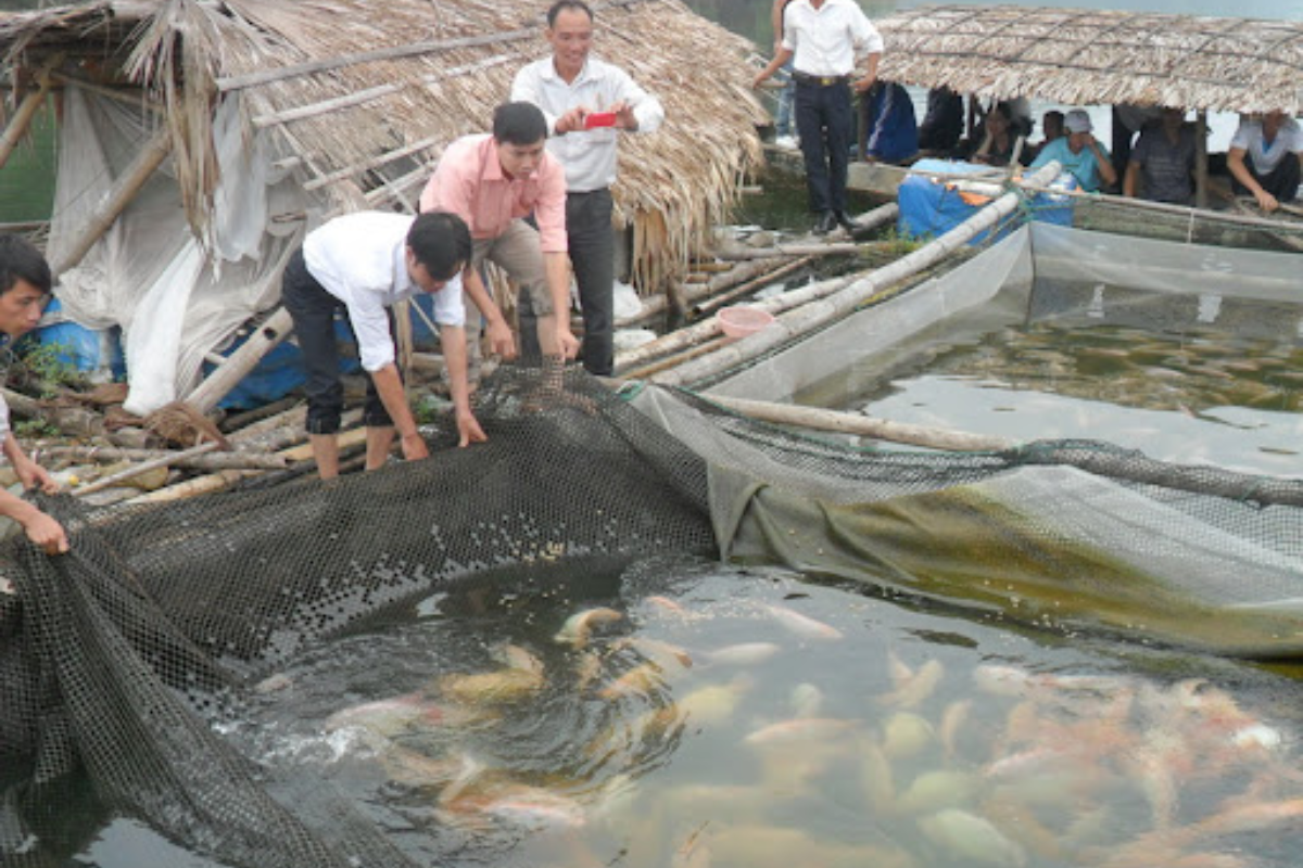 Mô hình nuôi cá diêu hồng trong lồng ở Thái Nguyên