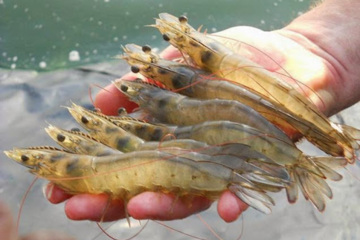 Nuôi tôm thẻ chân trắng siêu thâm canh