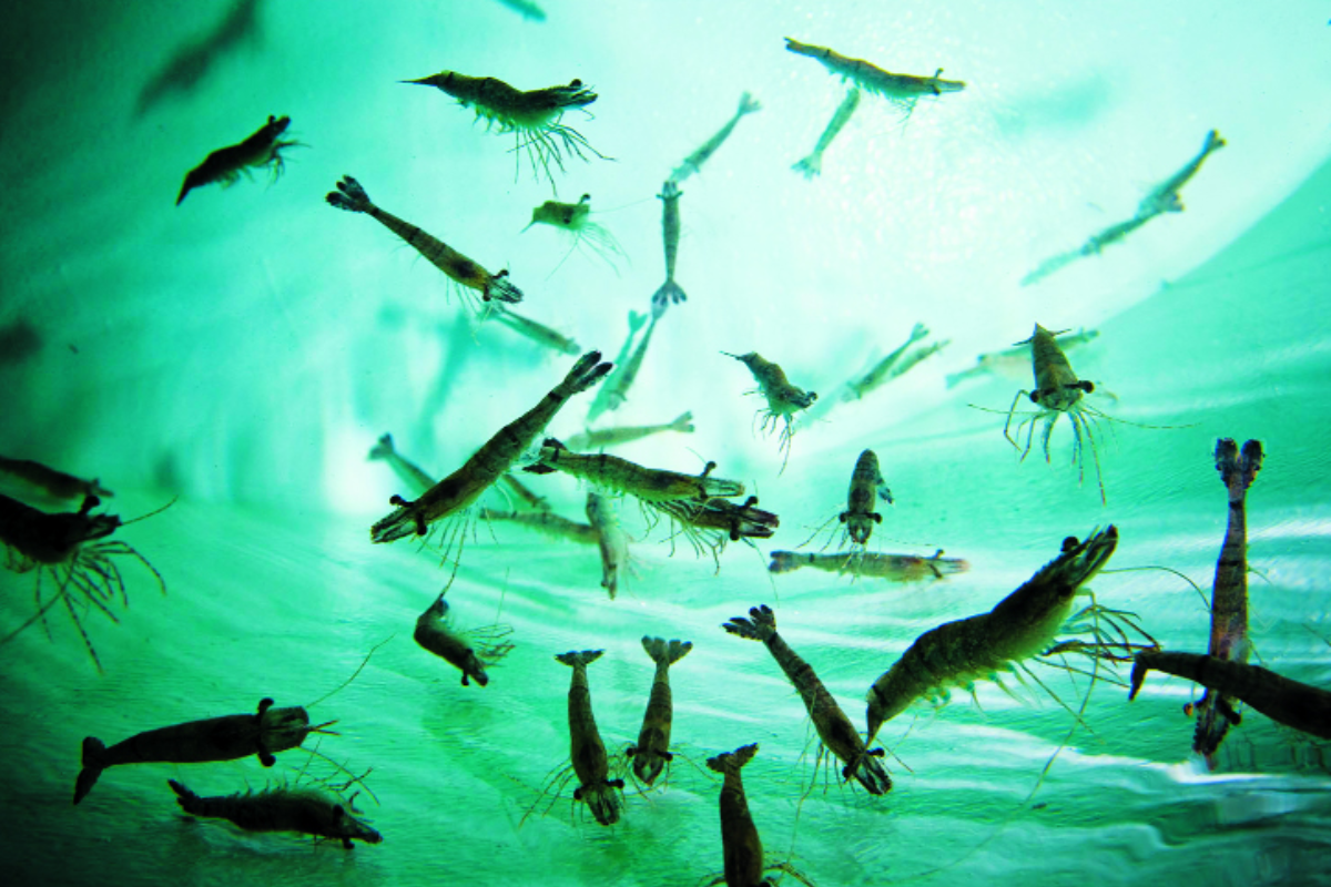 Khi phát hiện ao phát sáng, nên dùng chế phẩm diệt khuẩn chuyên dụng ở liều khuyến cáo) kết hợp tăng cường sục khí để cải thiện oxy hòa tan