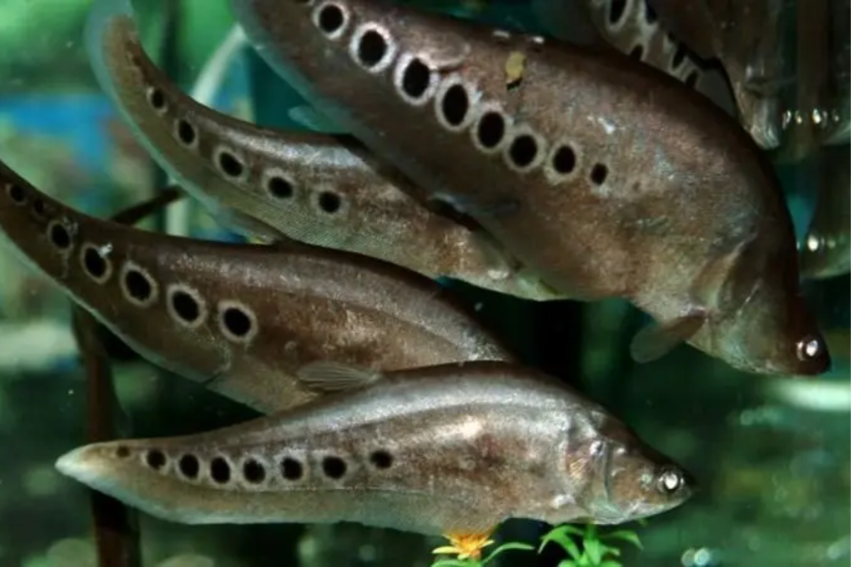 Cá thát lát có vẻ ngoài đặc trưng