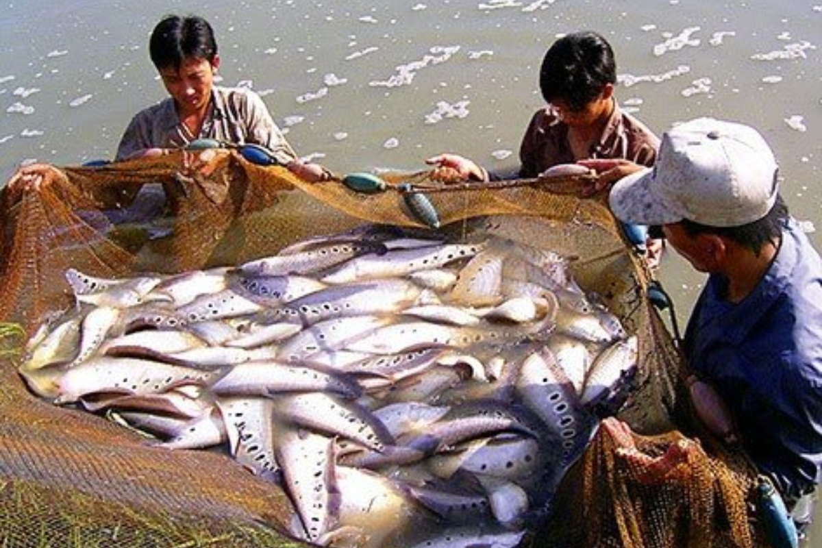 Cá thát lát được nuôi tại nhiều nơi