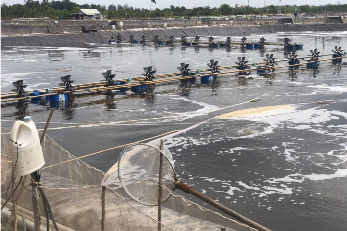 Lớp nhớt bám bạt phản ánh ô nhiễm hữu cơ nghiêm trọng