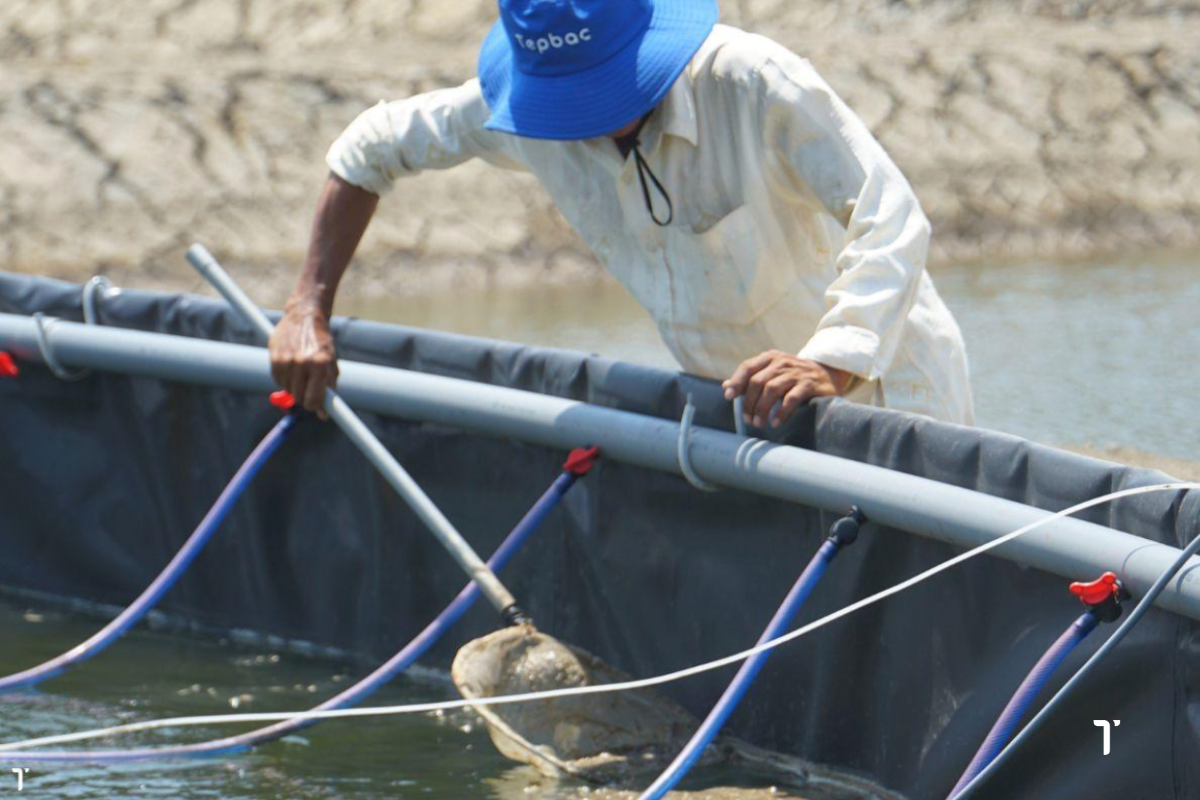 Chủ động vệ sinh đáy ao, giảm nguy cơ vi khuẩn gây hại bám bạt