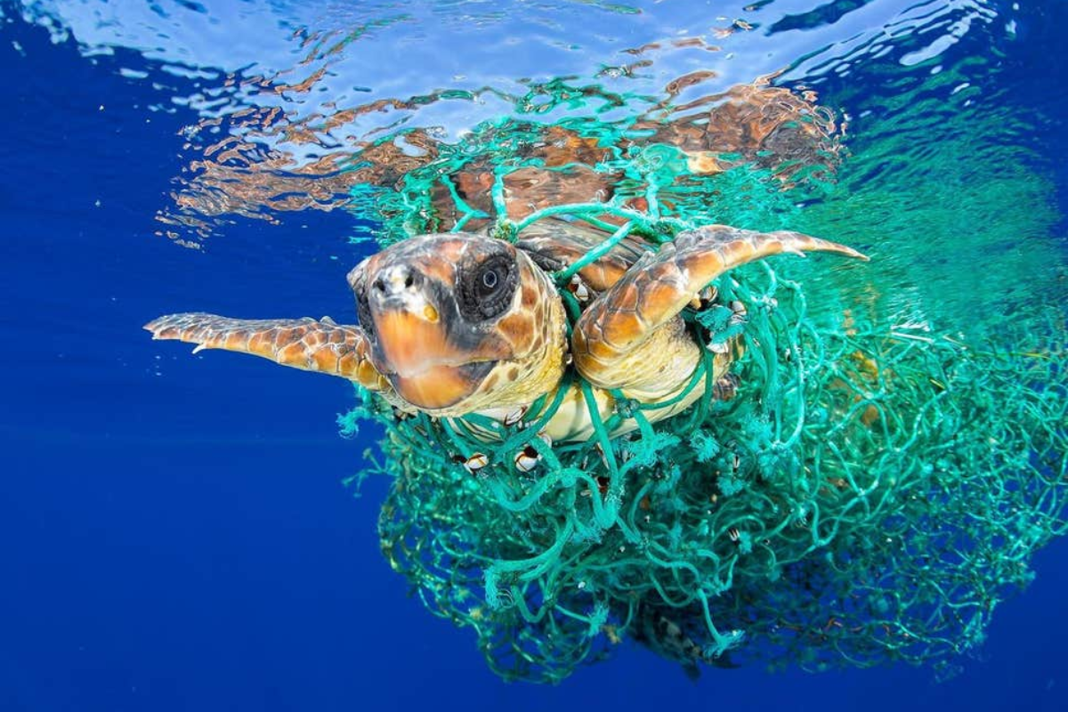 Lưới đánh cá bị vứt bỏ gây nguy hại cho các sinh vật biển