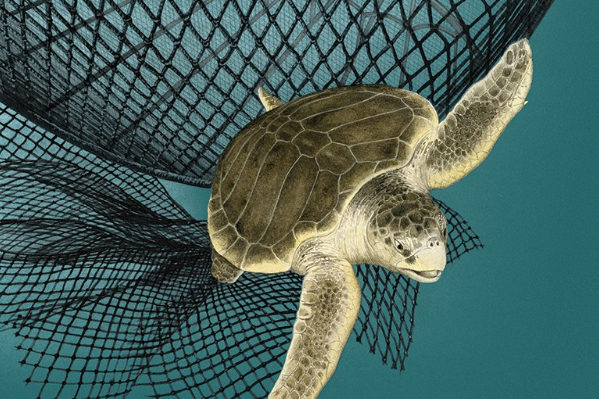Một con rùa biển Kemp’s ridley thoát khỏi lưới bằng thiết bị loại trừ rùa (TED)