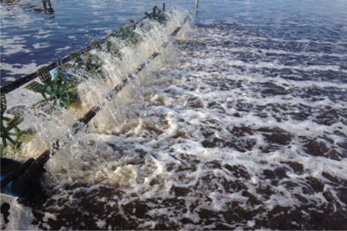 Mức độ ảnh hưởng của Amoniac đến tôm là rất lớn, dẫn đến thiệt hại nghiêm trọng