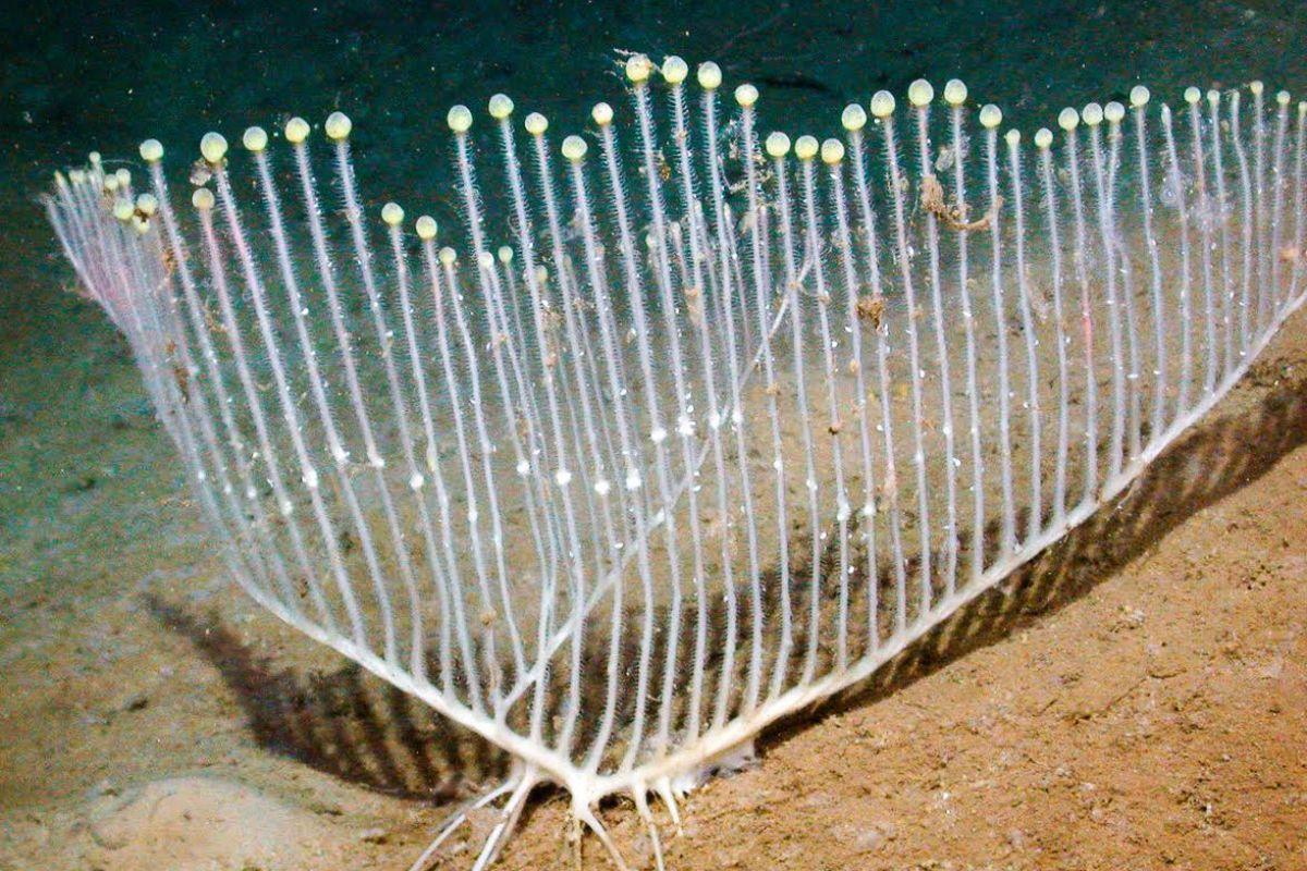 Bọt biển đàn hạc