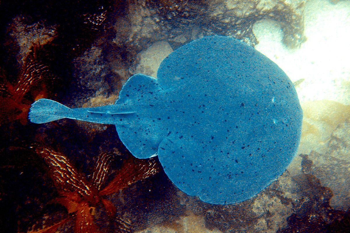 Cá đuối điện đuôi ngắn