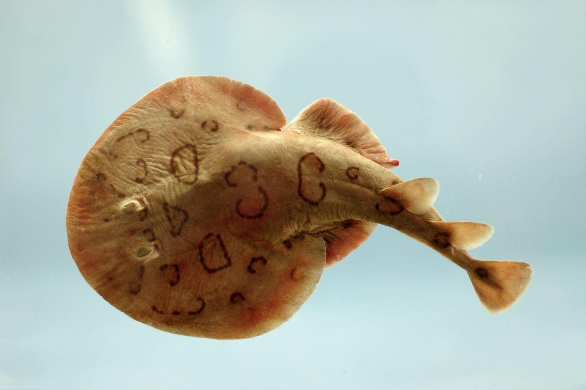 Cá đuối điện nhỏ