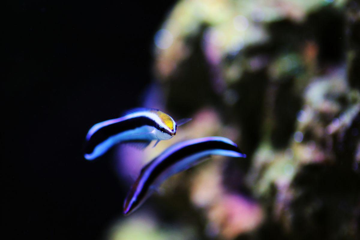 Cá bàng chài vệt xanh