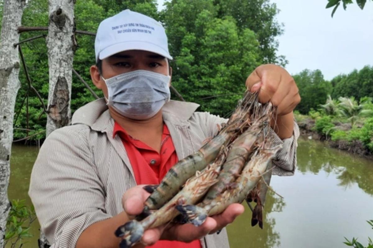 Mô hình tôm rừng Mô hình tôm rừng