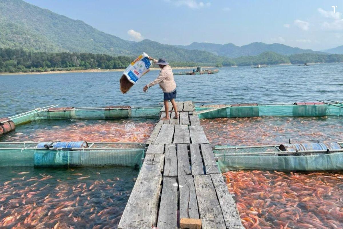 Nuôi cá lồng bè