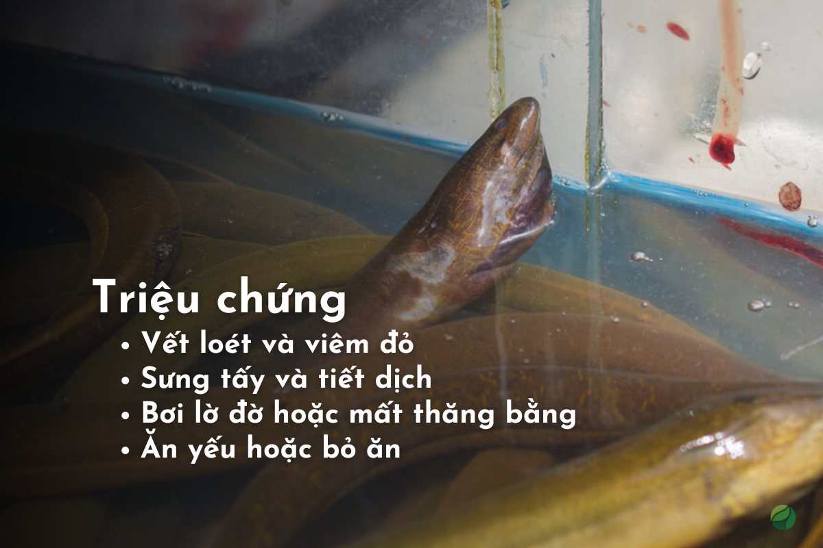Triệu chứng bệnh