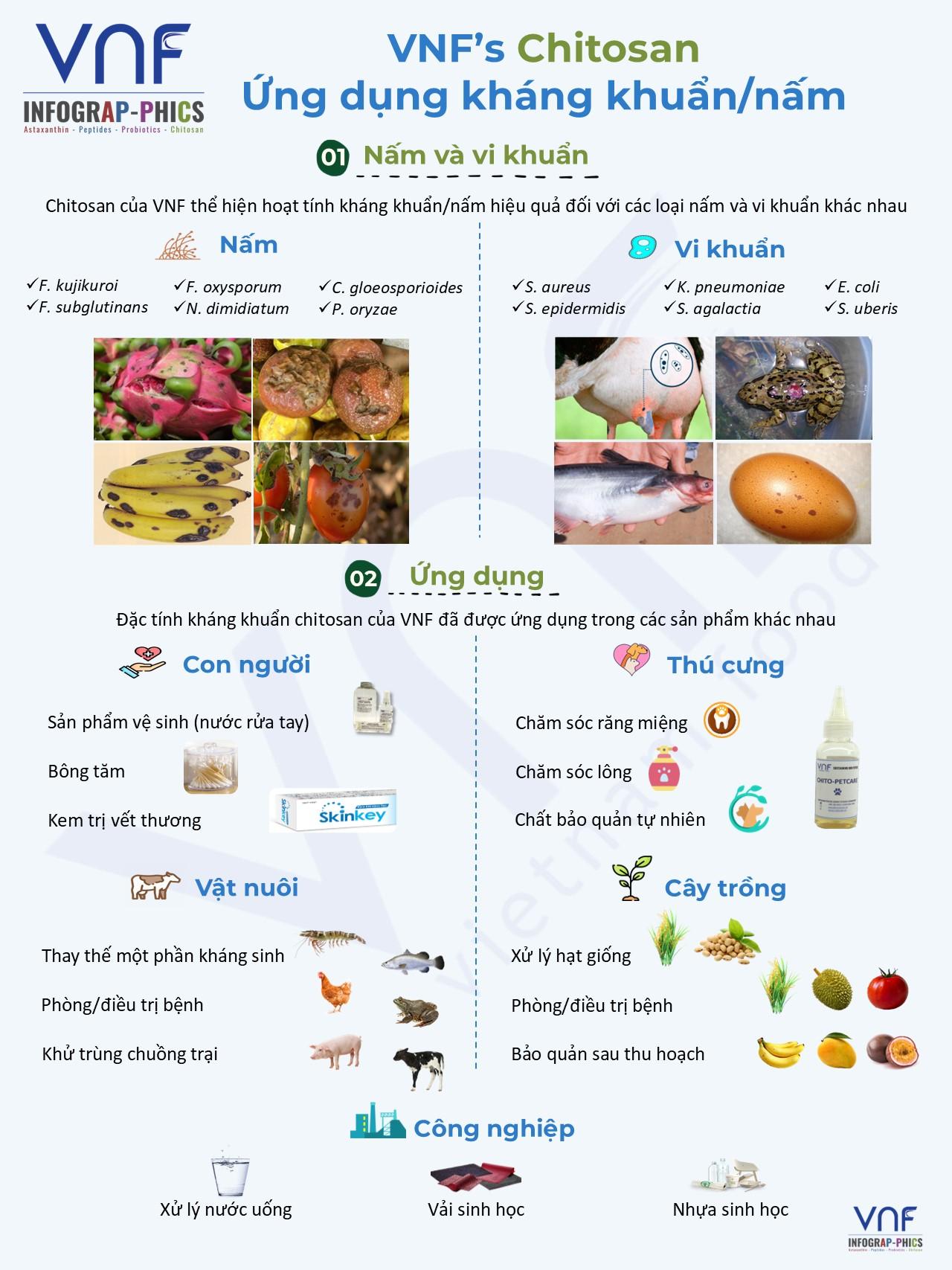 Chitosan – Ứng dụng kháng khuẩn/nấm