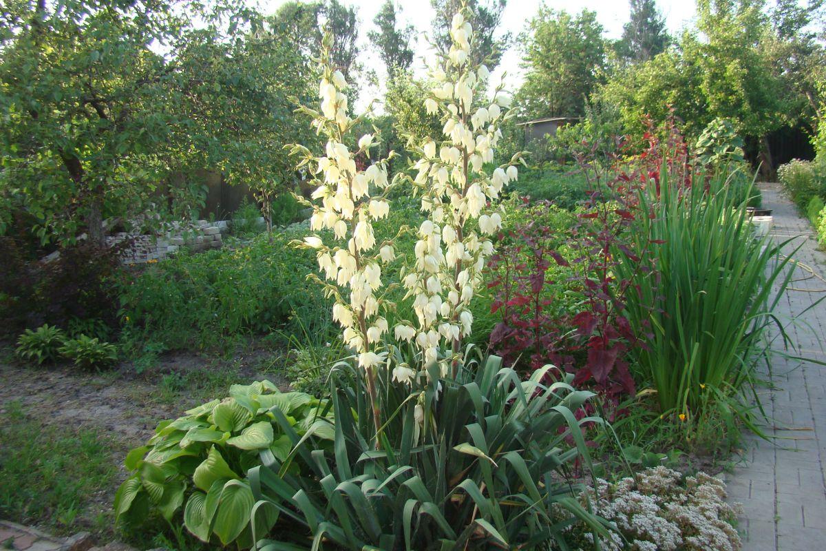 Cây Yucca