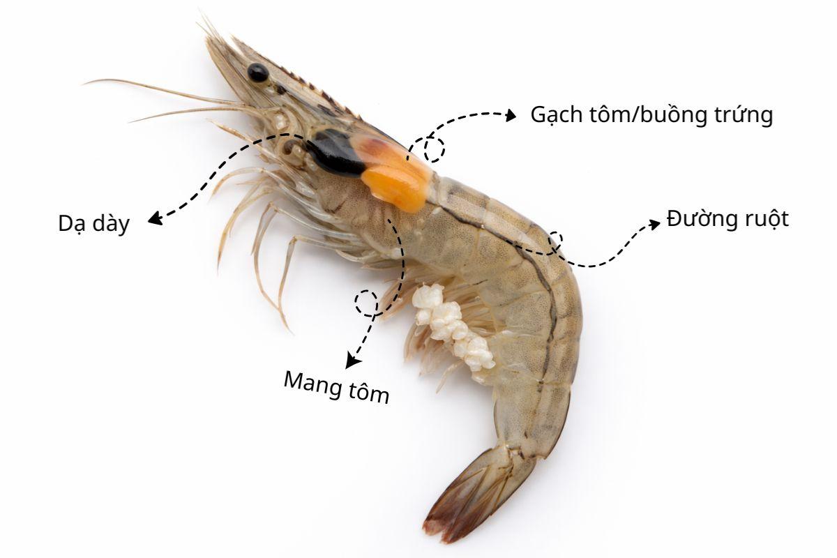 Cấu tạo tôm