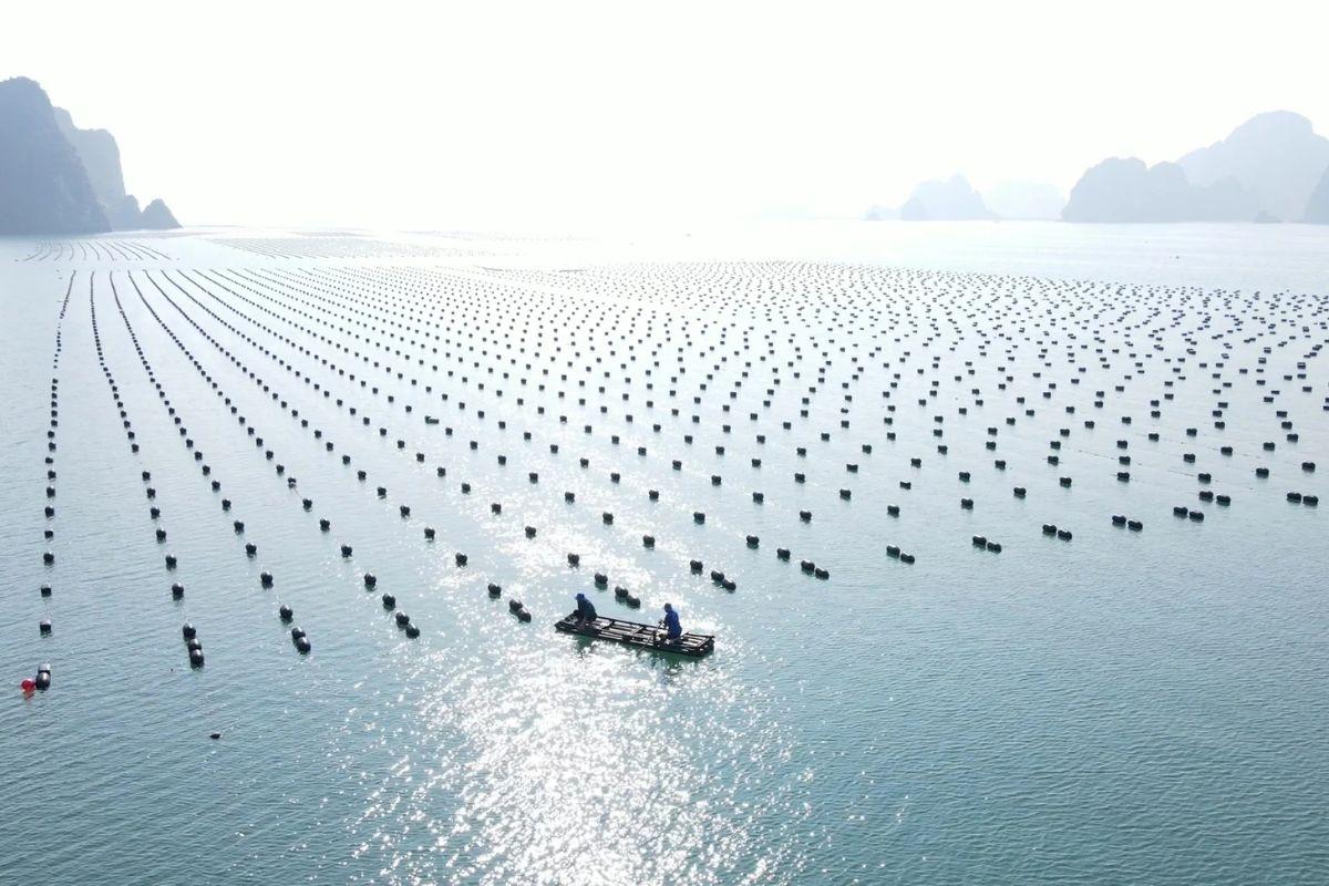 Nuôi trồng thủy sản