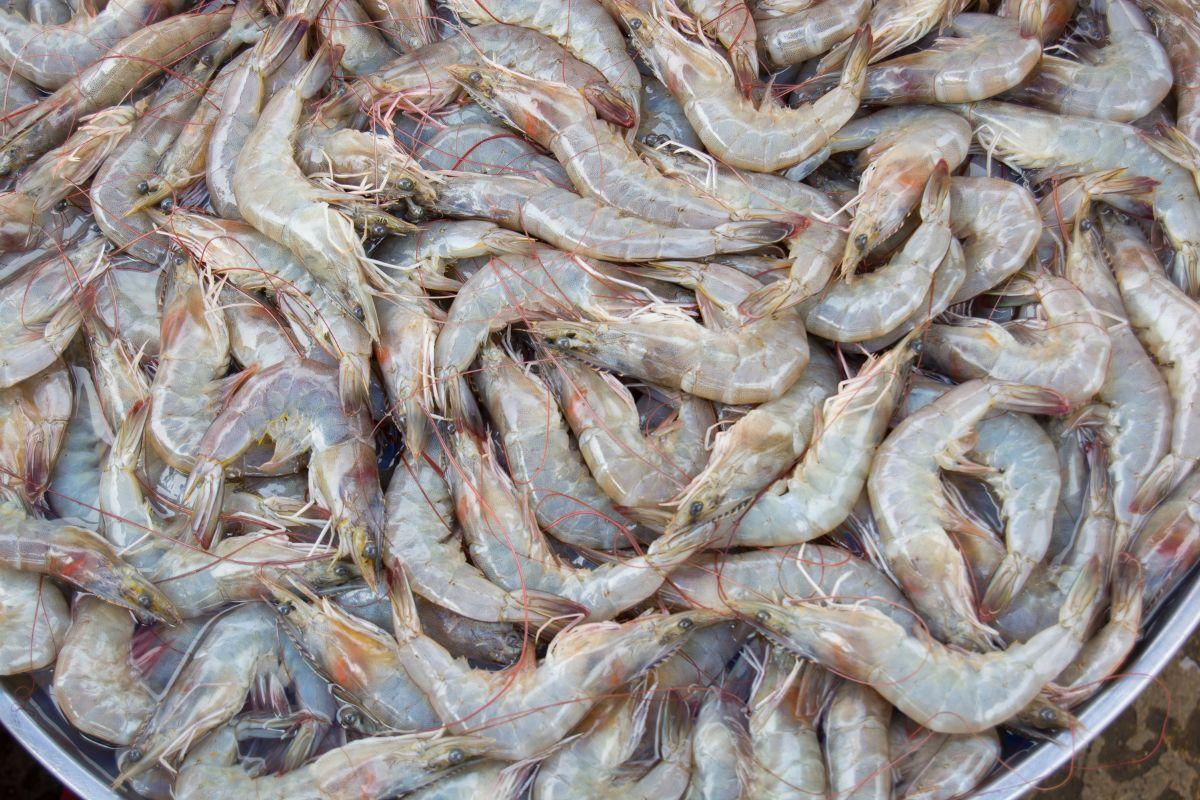Tôm thẻ