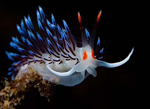 Hình ảnh động vật dưới nước đẹp nhất thế giới